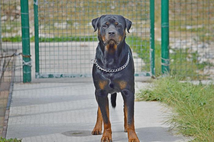 Bari, paura alla pineta San Francesco: rottweiler aggredisce cane e padrone